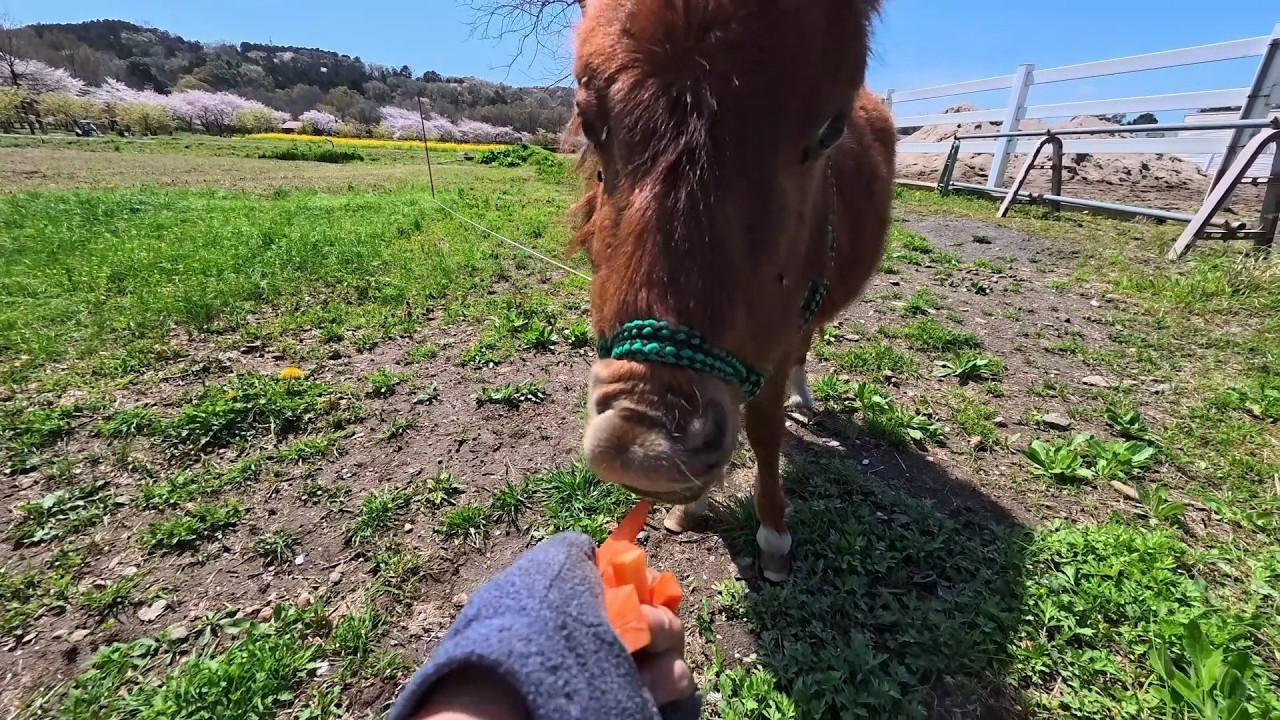 ロッキーと牧場の仲間たち、そろそろハエが気になる季節