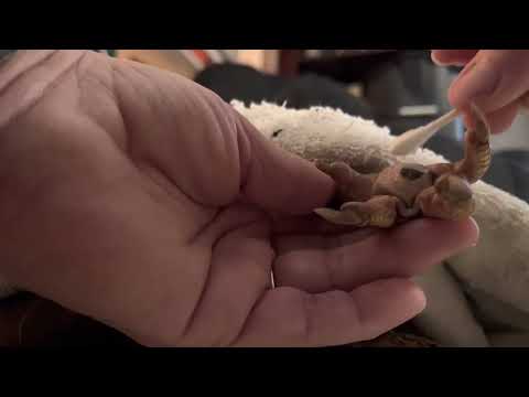 Bumblefoot treatment with Olive. #bumblefoot #myflock #mychickens #oliveegger