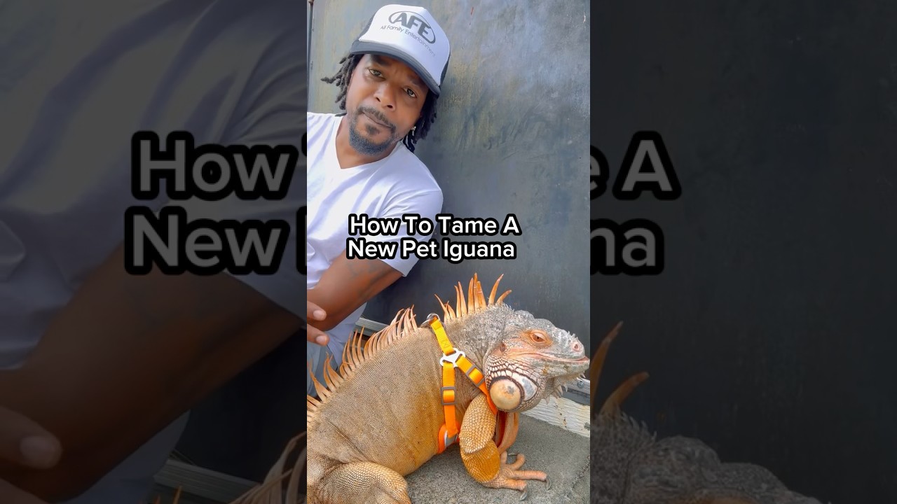 Tips on How to tame an iguana #pet #pets #animals #foryou