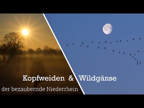 Niederrhein bei Sonnenaufgang - Wildgänse und Kopfbäume