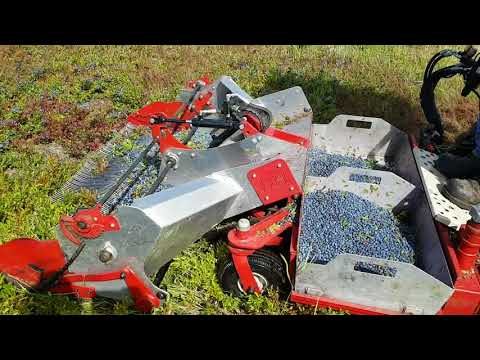 Wild Blueberry harvester