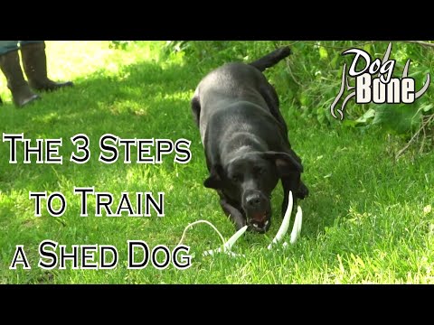 YouTube video about: How to train a dog to shed hunt?