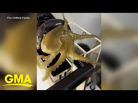 A Dad Learns An Octopus Is Not A Great Pet