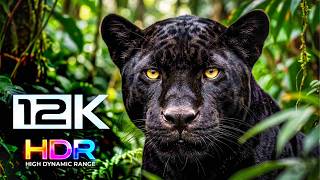 ANIMALS IN THE WIILD 8K HDR ULTRA HD / TV Test Smart TV Dolby
