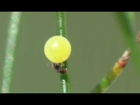 antiprotozoális féregellenes szerek