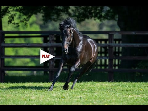 Harzand: Aga Khan Studs