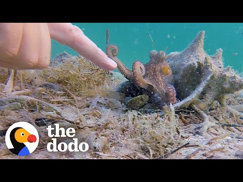 Octopus and Human - An Unlikely and Endearing Friendship