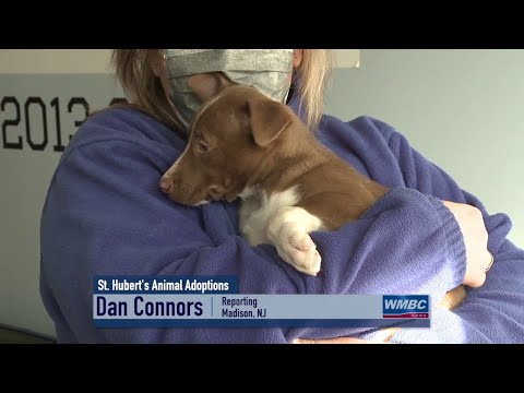 NJ Madison St. Hubert’s Animal Adoptions