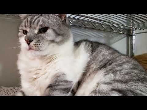 🐱My Big Cat Family - Igor & Liusia 05 2023 #cutecats #funnycats #cats #catsmusic