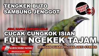 Download lagu 🔴 Masteran Murai Batu Cucak Cungkok Isian Tengkek Buto Mix Jenggot Tarung mp3 Download lagu 🔴 Masteran Murai Batu Cucak Cungkok Isian Tengkek Buto Mix Jenggot Tarung mp3