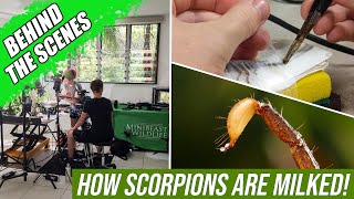 This is how scorpions are milked! | Behind the Scenes at Minibeast Wildlife