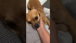 Video preview image #1 French Bullhuahua Puppy For Sale in Arlington, WA, USA