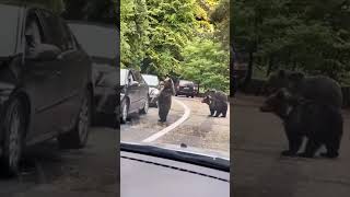 Медведи стали серьезной проблемой Карпат и охотятся на туристов (видео)