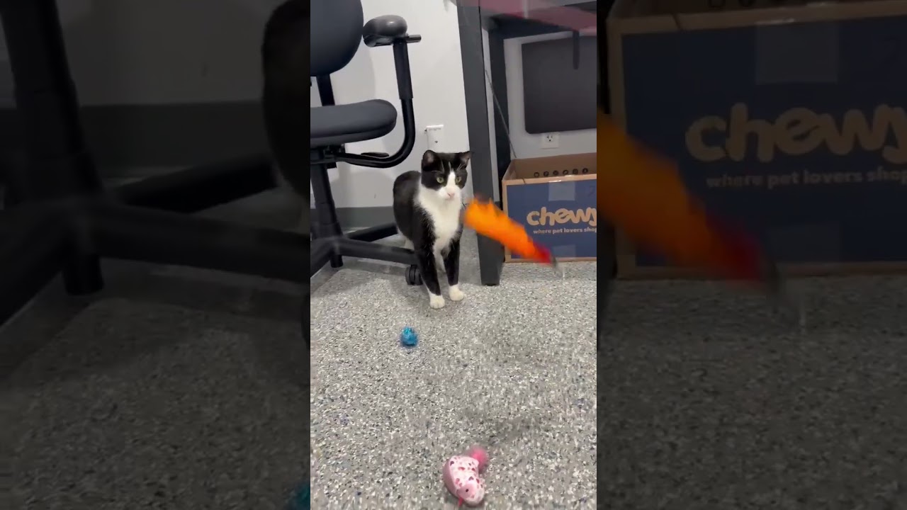 Enlarge Broly, a Adoptable American Shorthair in Danbury, CT video 4/5