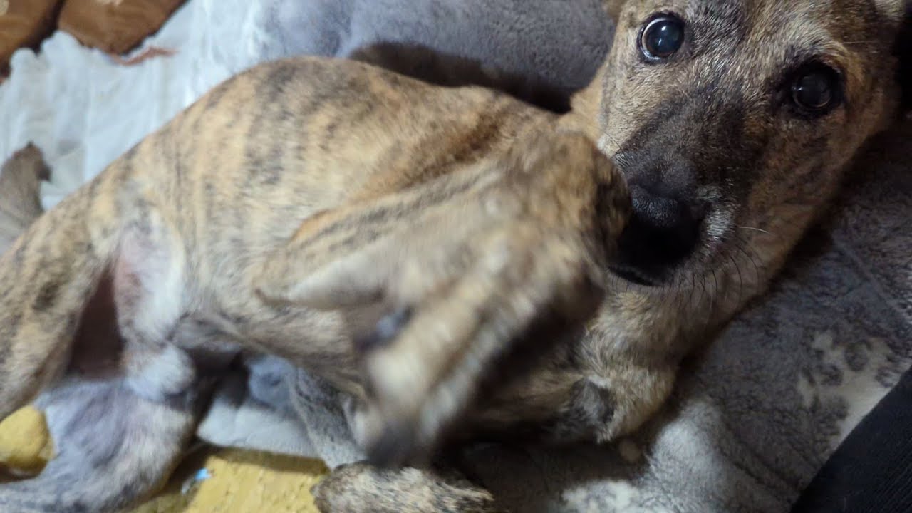 癌が取れて機嫌がよくなった元猟犬