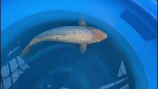 video van Shiro Muji Ogon 2411006