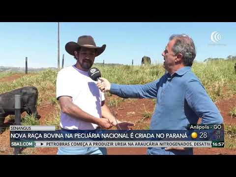 Nova raça bovina Senangus surgiu da pecuária do Paraná