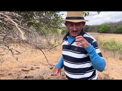 Old brown sugar mill