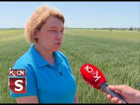 Stanje useva pšenice