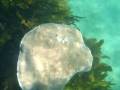 Snorkeling in Sydney with electric ray and stingray ...