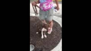 Video preview image #1 American Staffordshire Terrier Puppy For Sale in Westminster, MD, USA