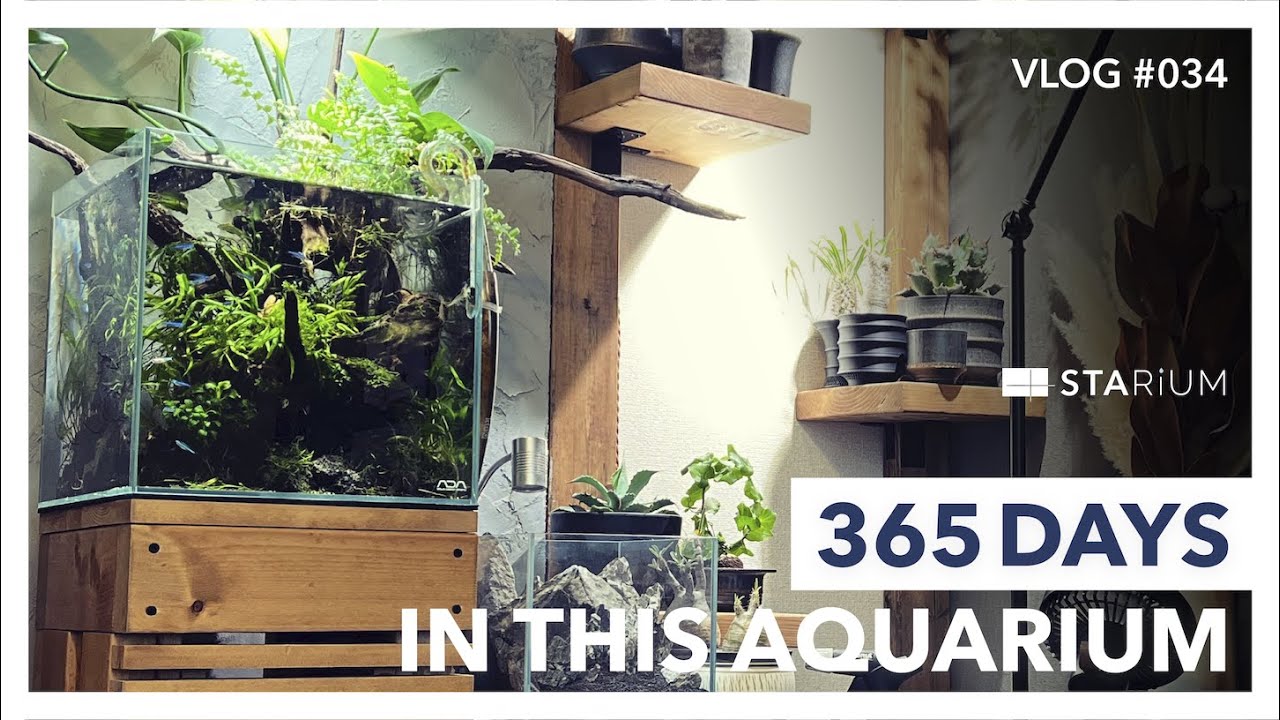 【アクアリウム】グリーンネオンテトラの綺麗な陰性水草水槽の立ち上げから365日間の軌跡/365 days in this Aquarium/vlog #034