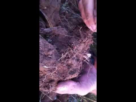 Burnt Ausrüstung der Deutschen Truppen Winter 1942 STALINGRAD