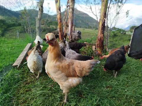 PRESENTACION HUEVOS ARCOIRIS - ILES (NARIÑO)