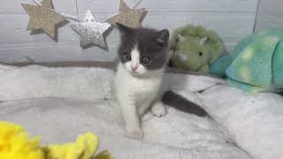ブリティッシュショートヘアの動画01