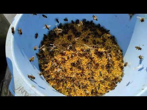 Пчеловодство.Искусственная подкормка пыльцой.Стимуляция пчеломатки для бурного развития расплода.