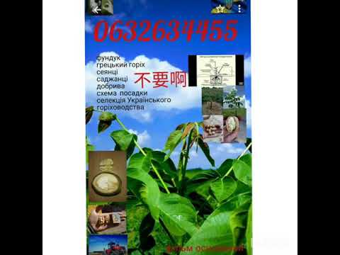 Саженцы Грецкого ореха Кочерженко, Иван Багряный, зимой. Чернигов t-12.  겨울에는 월넛 묘목. Chernihiv t-12.
