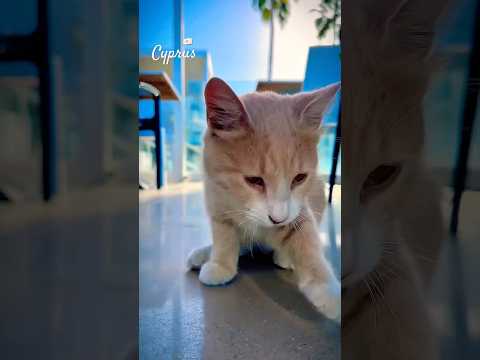 Katzen auf Zypern 🇨🇾 #cats #shorts #fy