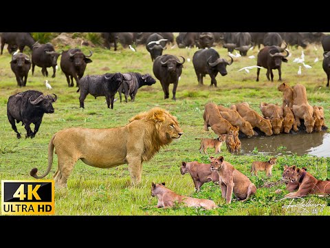 4K African Animals: Hwange National Park - Amazing African Wildlife Footage with Real Sounds