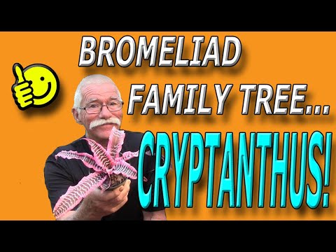 Bromeliad Family  Tree: Cryptanthus!