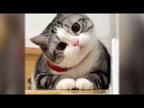 Funny Cats Vol. 5 – You’ll Be Laughing in Seconds! | Hilarious Cat Moments That Will Make Your Day