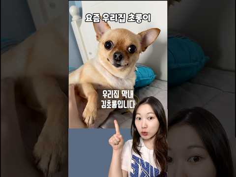 김켈리네 강아지 현 상황!!