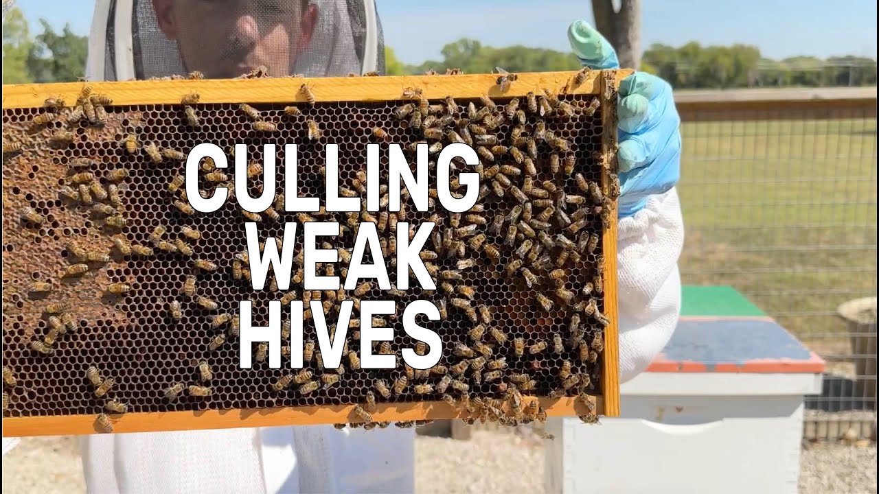 BEEKEEPING: What to do With REALLY Weak Hives