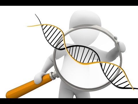 Chromosome 2. Part 2.  The Initial Fusion and Its Propagation.