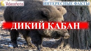Ссылка