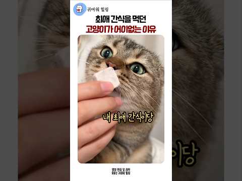 최애 간식을 먹던 고양이가 어이없는 이유 #코믹 #웃긴고양이 #고양이간식