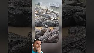 Filhote de Crocodilo Vira Refeição de Crocodilos Famintos 😱🐊