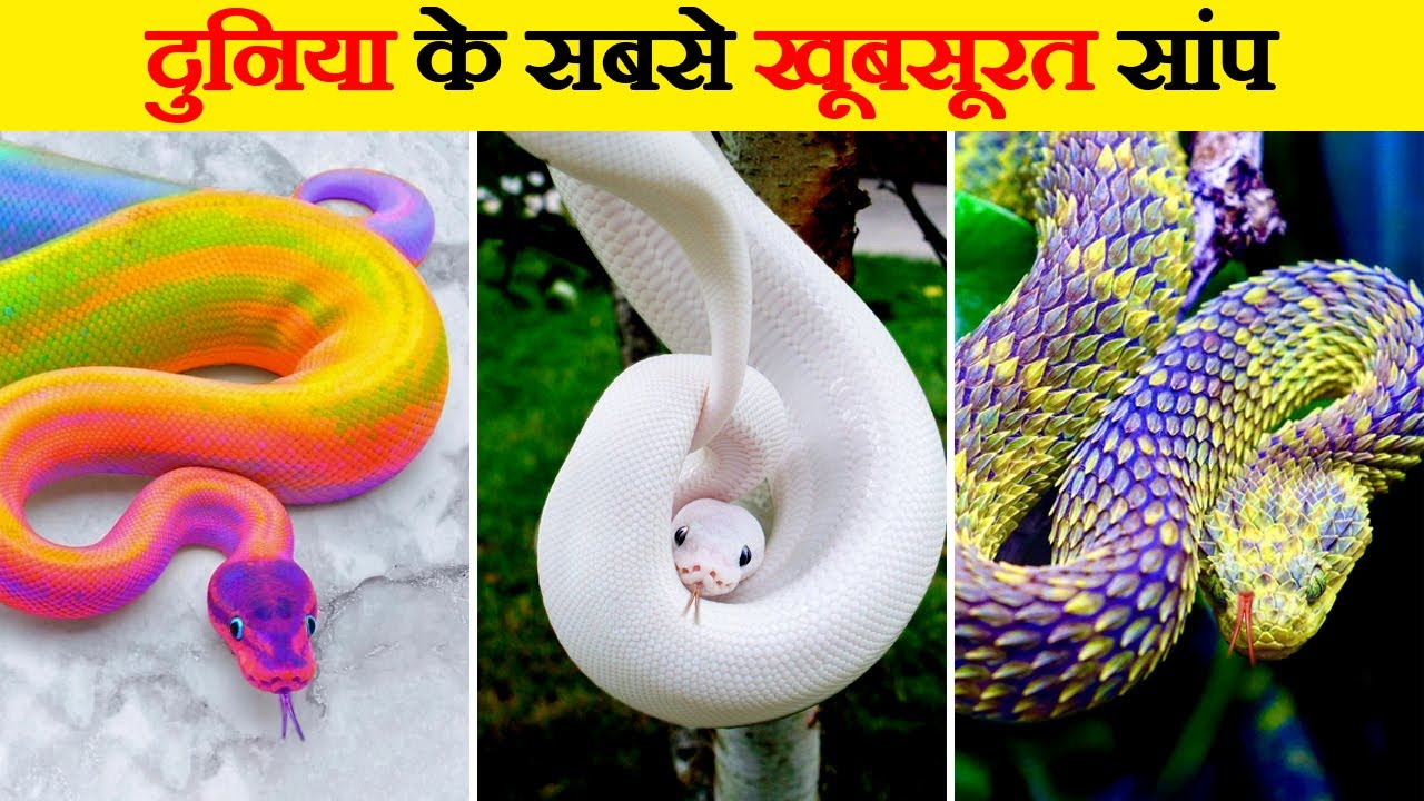 इन सांपों की खूबसूरती से scientists भी हैरान हैं | Most Beautiful Snakes in the World