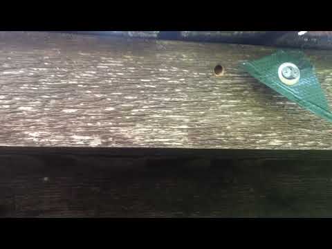 Carpenter Bees Attacking Potting Shed in...