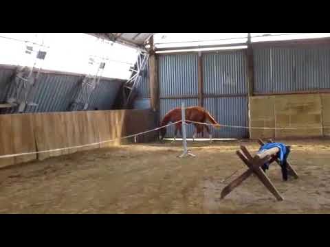 Hickstead White x Acadius x Rubioso x Champ of Class