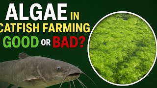 Algae in catfish farming,Good or Bad?