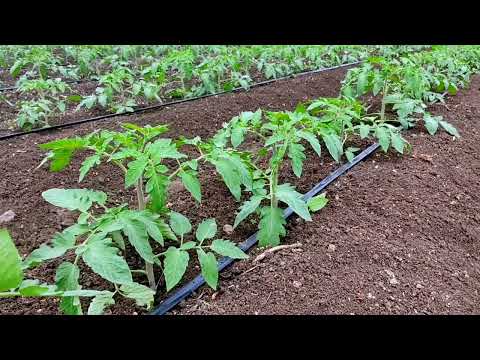 #Tomato Farming | watch full video for beautiful experience of tomato farm ..