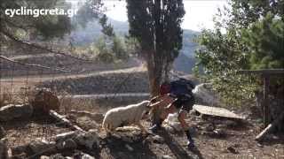 preview picture of video 'cyclist saves a sheep in Crete'