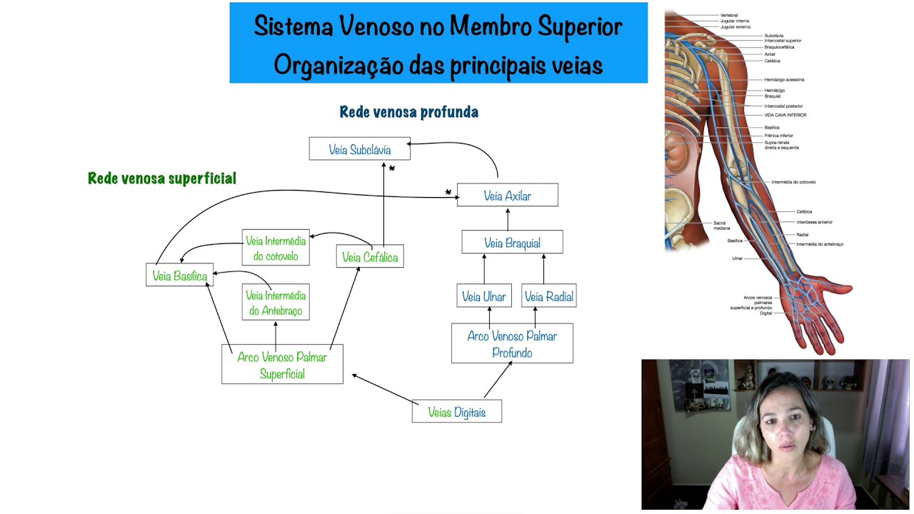 Veias Superficiais dos Membros Superiores