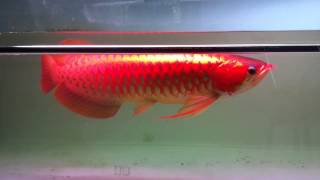 IMG 4527