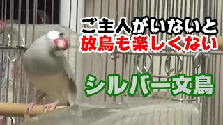 ご主人がいないといつもと違う寂しそうなシルバー文鳥